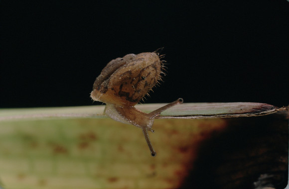 Especies endémicas de caracoles en Cataluña bajo el insoportable peso de las repoblaciones forestales