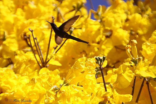Sólo entre el 18 y 45% de los ecosistemas de los bosques tropicales subsistirá en 2100