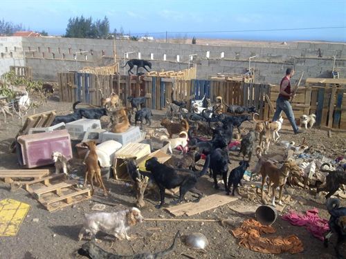 Fuerteventura. 200 perros a punto de morir de hambre si no se remedia