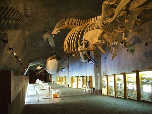 El Museo del Mundo Marino ‘será un espacio vivo con la ayuda del CSIC’