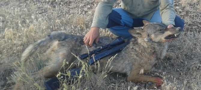 Imputado el presunto cazador furtivo de un lobo en Segovia