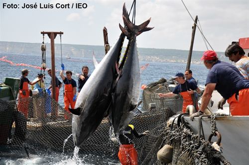 La medida máxima del atún rojo es 3