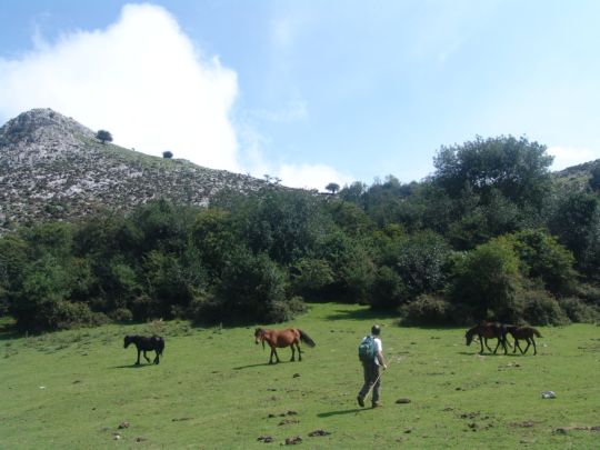 Utilizar ganado es lo más eficiente para limpiar el monte