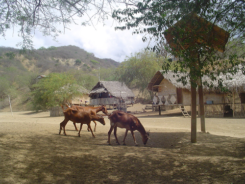 Fuerte denuncia en ONU sobre situación de pueblos indígenas