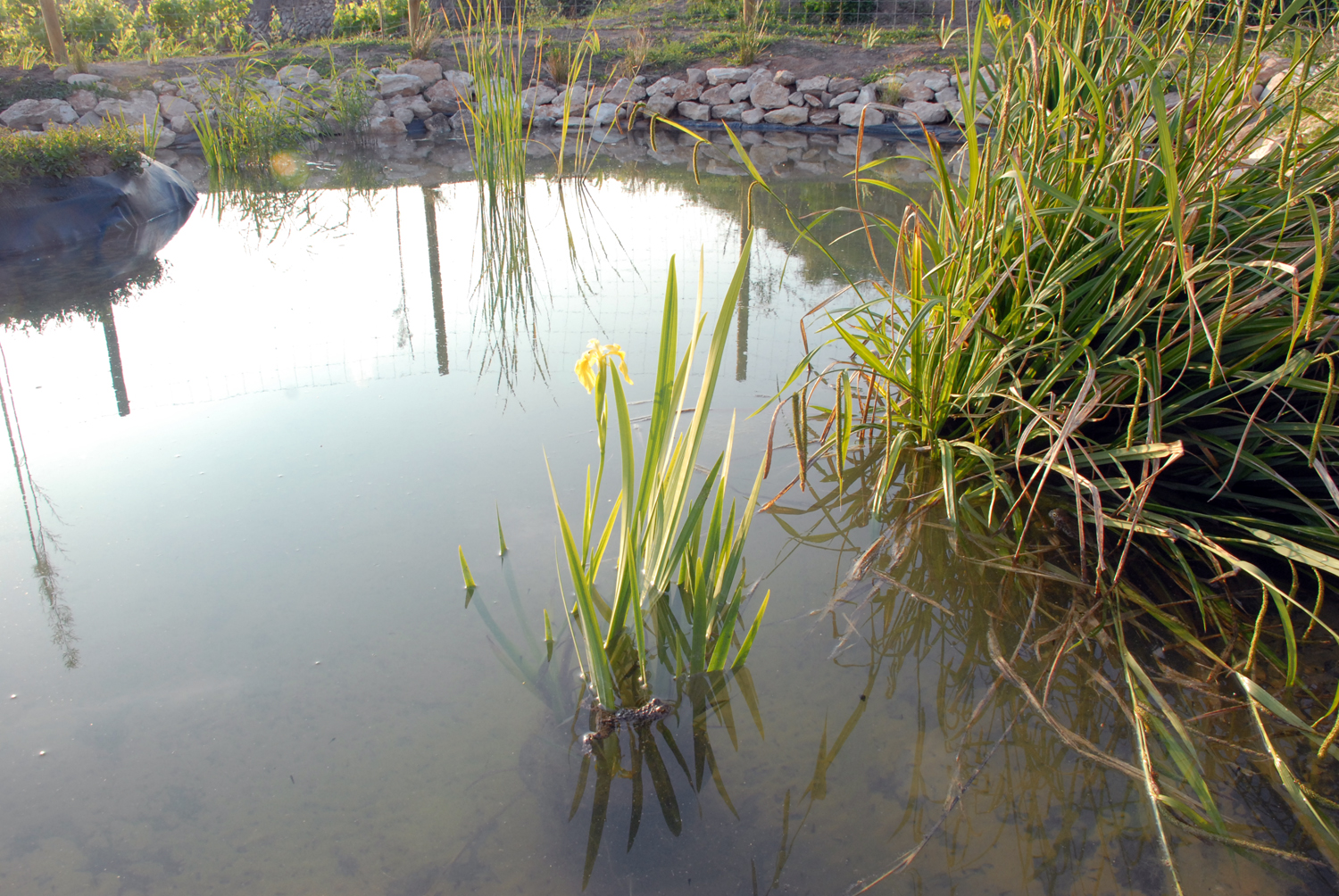 La balsa para anfibios de Mediterrània-CIE acoge al menos tres especies reproductoras