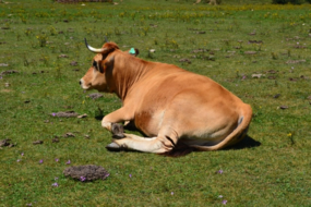 Convertir los purines en agua potable