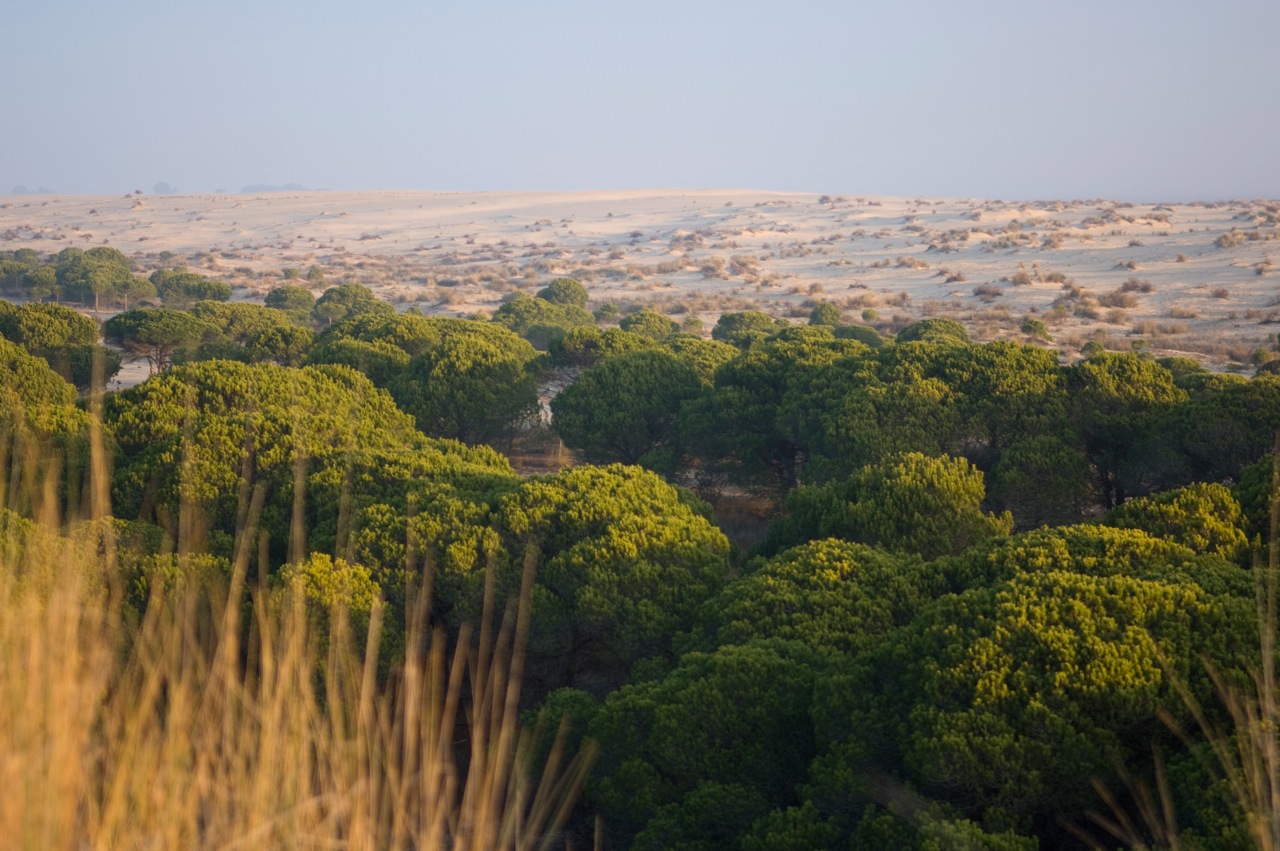 11 países y 100 instituciones científicas analizan de forma conjunta el estado ecológico de más de 400 lugares
