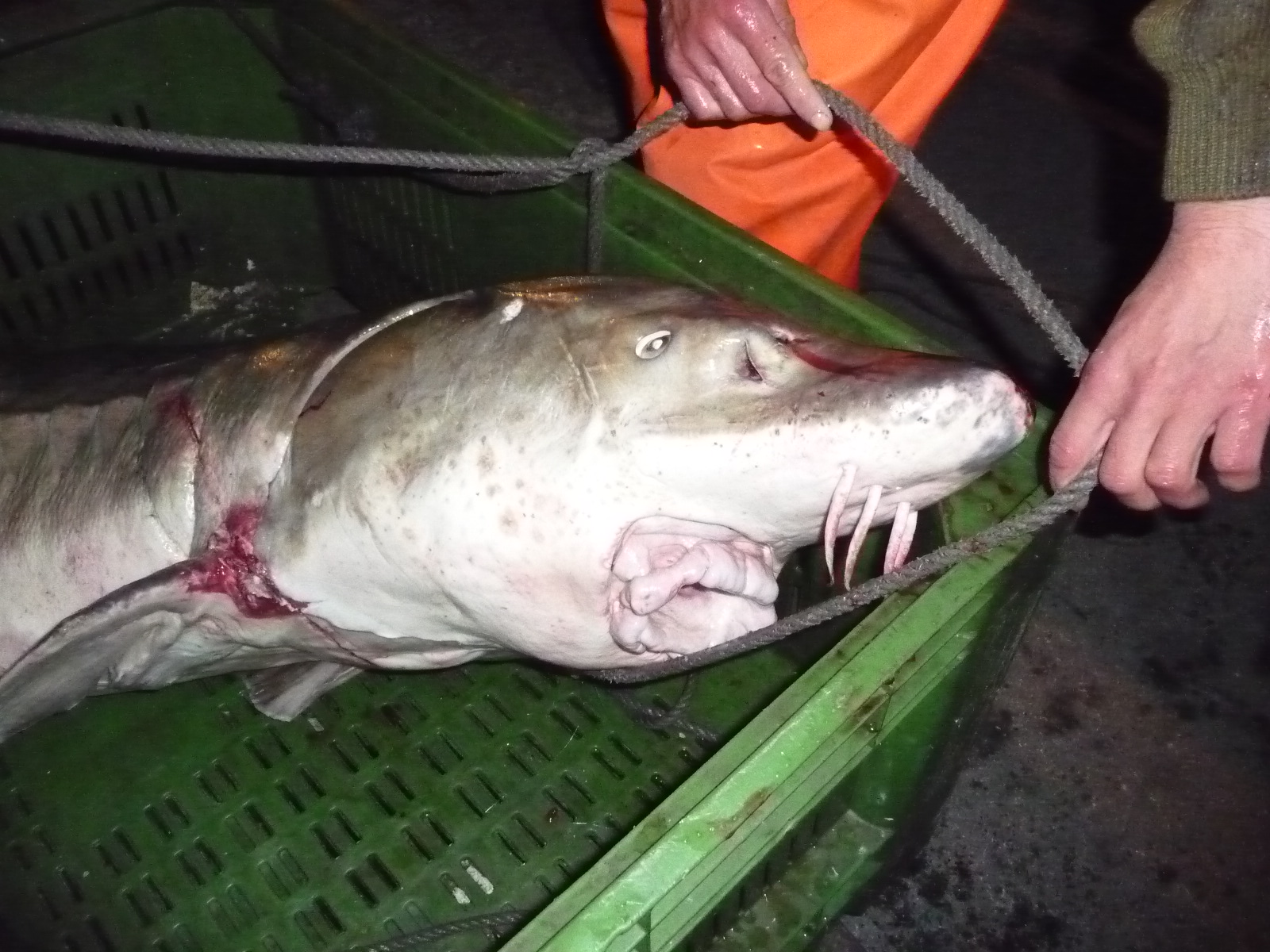 Un esturión en la costa gijonesa