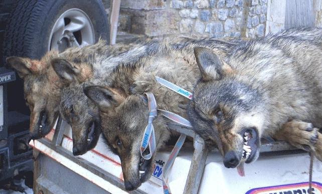 ONG ambientales exigirán el sábado desde Atocha a Sol la protección del lobo ibérico y evitar matanzas