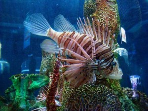 Arrancan plan para enfrentar el problema del pez león en el Caribe