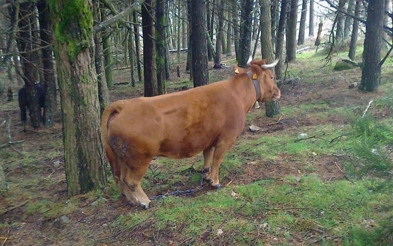 Denuncian uso de grilletes para inmovilizar ganado