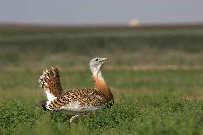 Ratificado el inventario de Áreas Importantes para la Conservación de las Aves (IBA)