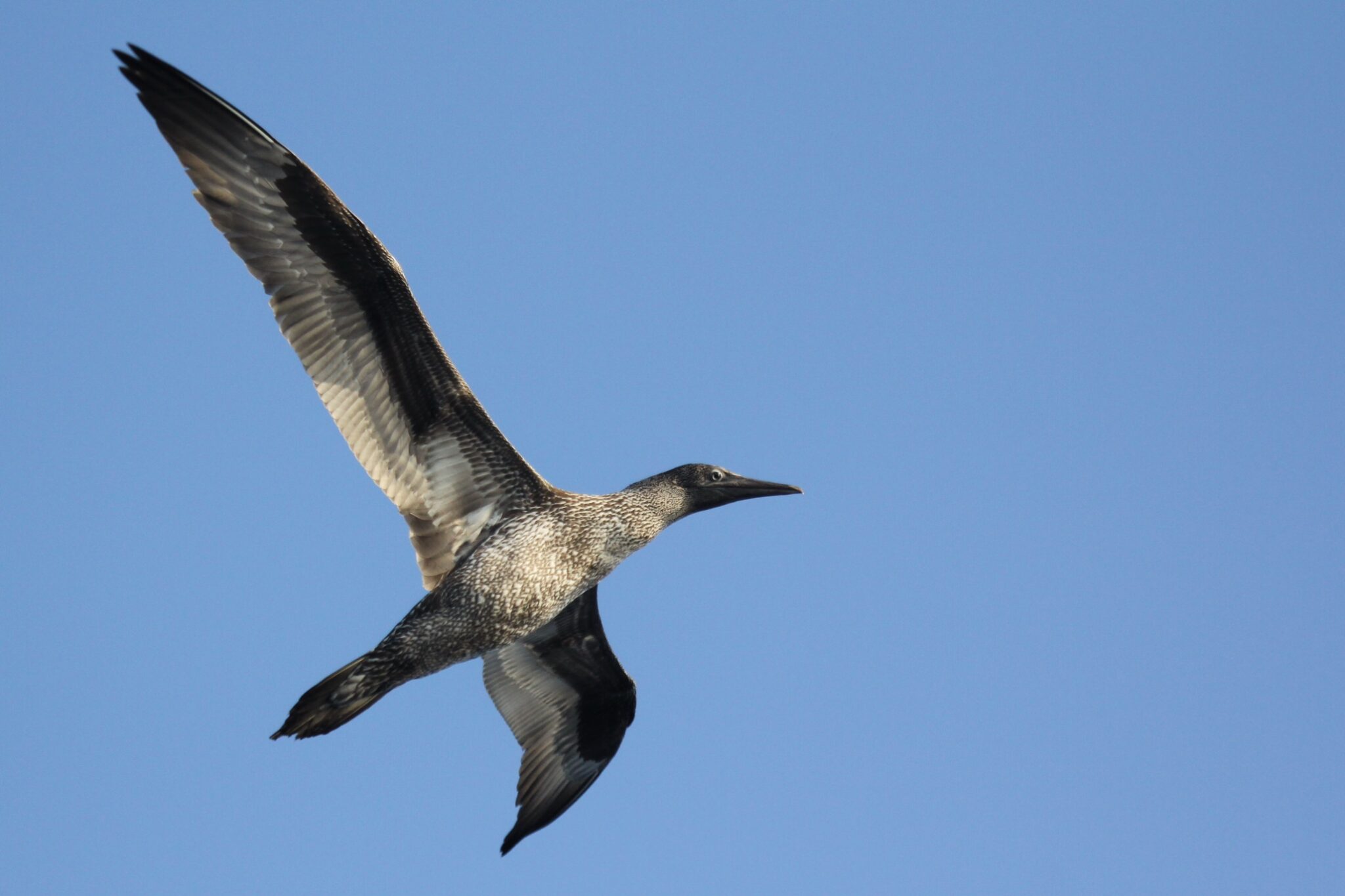 Los estudios de 2012 confirman la importancia del Golfo de Cádiz como un santuario para cetáceos y aves marinas