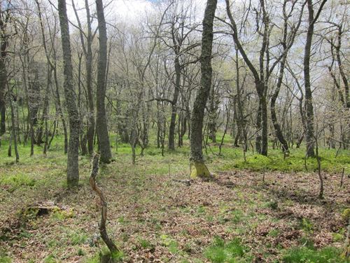 WWF lamenta inactividad contra el comercio de madera ilegal