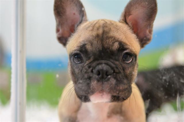 La Comunidad de Madrid podría prohibir la venta de animales en tiendas