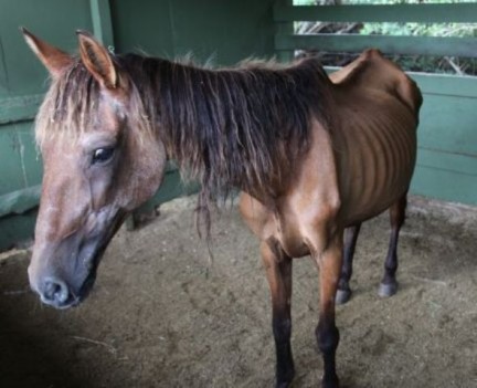 Decomisan 50 caballos desnutridos en el Delta de lEbre