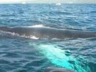 Retirado el cadáver de una cría de ballena jorobada en Estepona