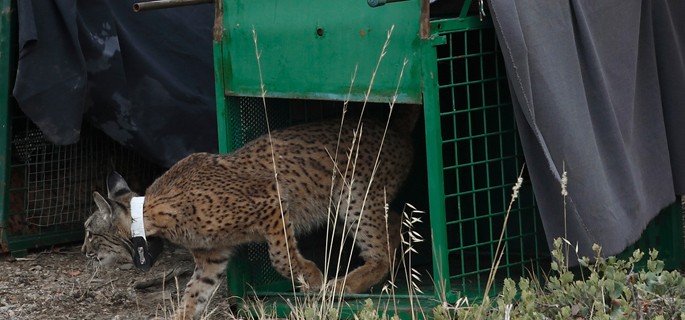 El Gobierno de Castilla-La Mancha se personará como acusación particular en el caso de la muerte del lince Kairós