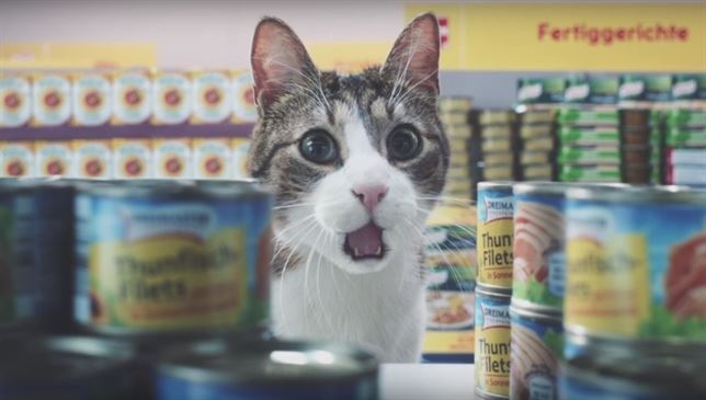 Gatos protagonizan un anuncio alemán y triunfan en la red (Vea VIDEOS)