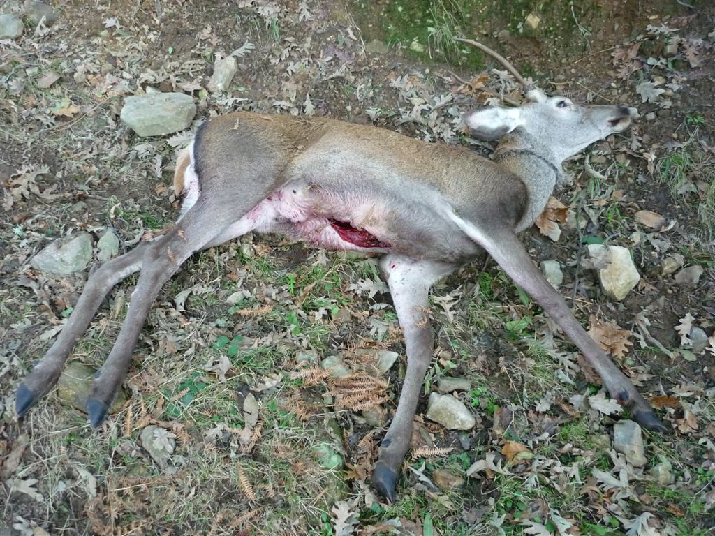 Los grupos ecologistas asturianos no vamos a ser comparsas de los cazadores