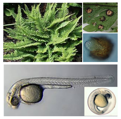 La cocaína en los ríos