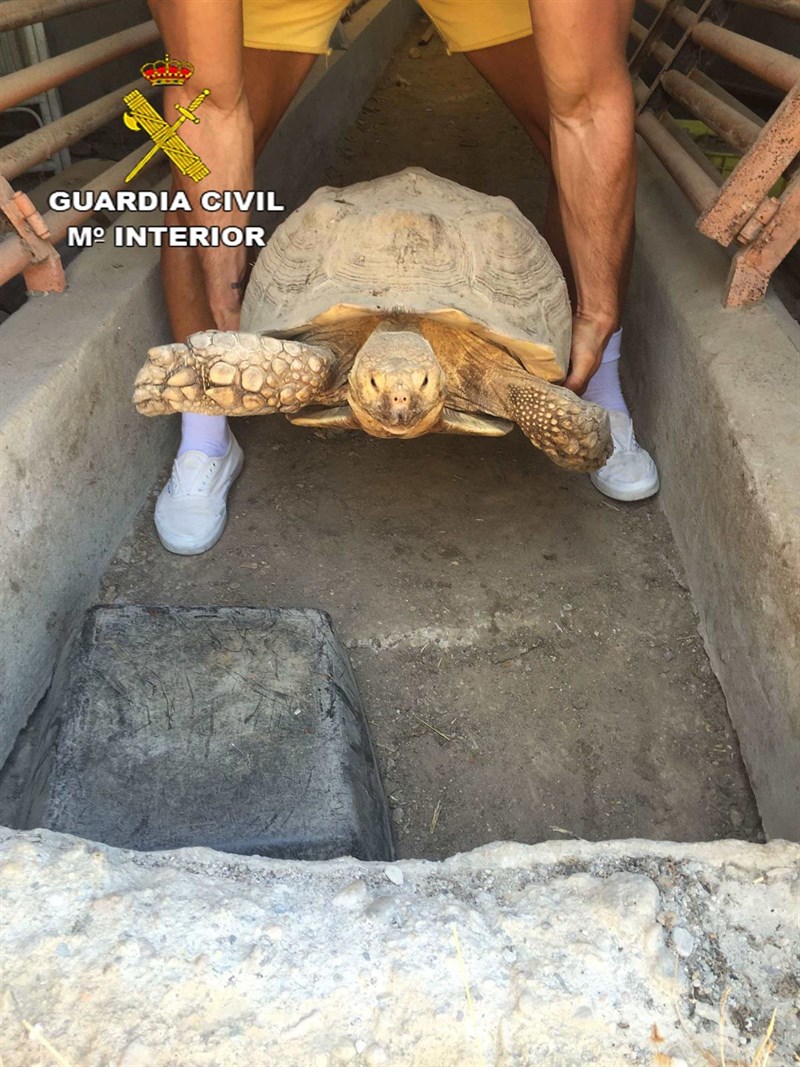 Guardia Civil recupera un ejemplar de tortuga protegida en un granja de Turre
