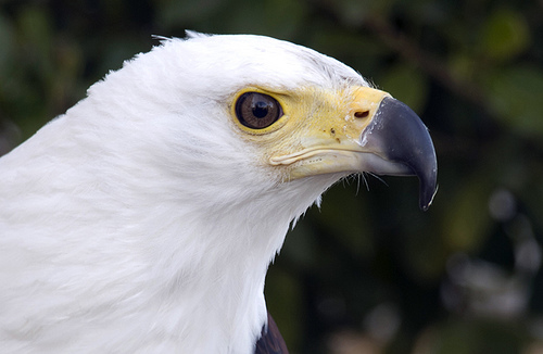 El fuego forestal ha afectado a numerosas especies de aves de zona Valencia