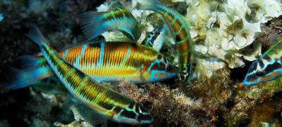 La UE exige a España frenar la pesca ilegal en Cabrera y Mallorca