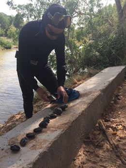El Gobierno colabora con la CHE en trabajos de prospección tras el descubrimiento de náyades en el tramo medio del Ebro