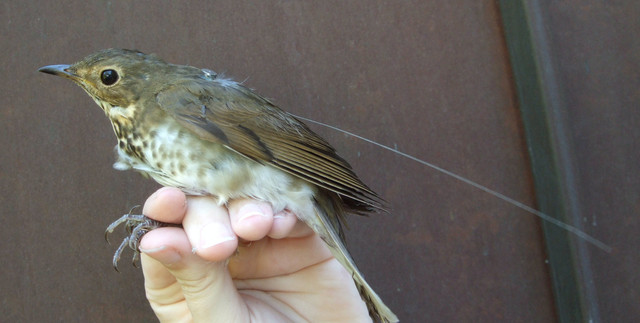 Los pájaros cantores registran misteriosos cambios de altitud durante la noche