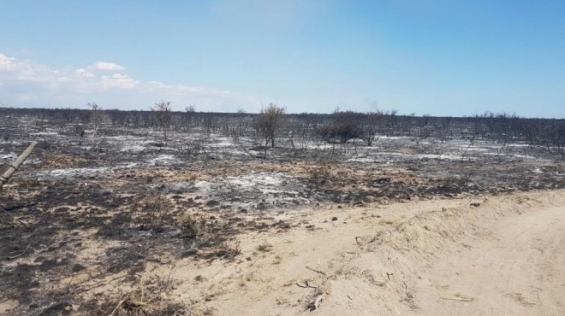 El fuego ya devoró unas 300 mil hectáreas en Río Negro