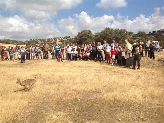Sueltan al octavo ejemplar del año de lince ibérico en el valle del Guarrizas