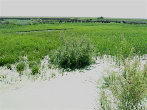 Descubren un nuevo mecanismo de inundación de las lagunas de Doñana