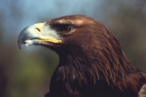 Cursos de SEO/BirdLife