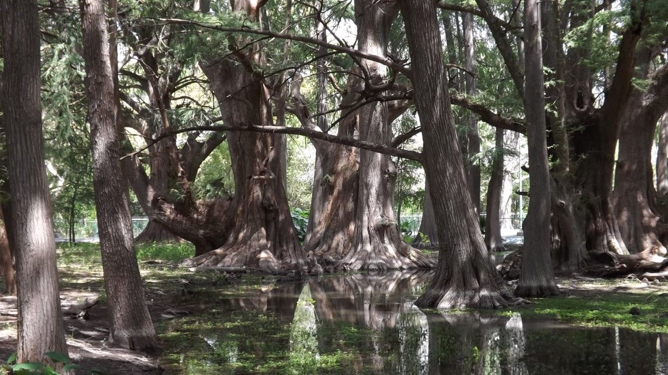 Conoce el Parque Nacional El Sabinal