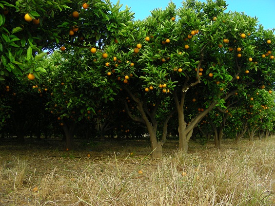 Agricultura: cómo ahorrar dinero y reducir emisiones