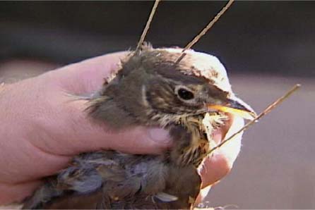 La Audiencia de Castellón ordena que siga adelante una causa por caza con parany al aplicar el cambio en el Código Penal