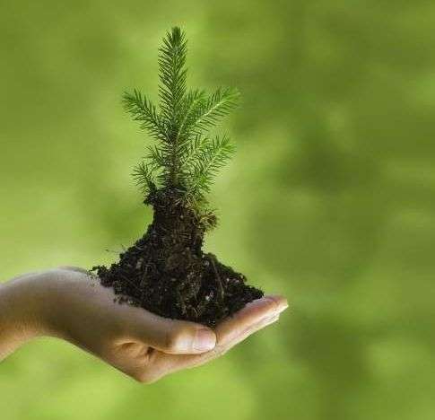 La Comunidad de Madrid plantó trece millones de árboles