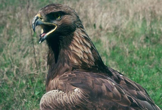 España es el país con mejores resultados en la última convocatoria del Programa Europeo Life +