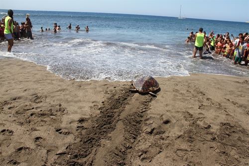 Liberadas dos tortugas oceánicas en Fuerteventura