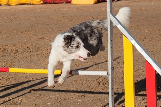 Quinientos perros participan desde este jueves en el Campeonato del Mundo de Agility