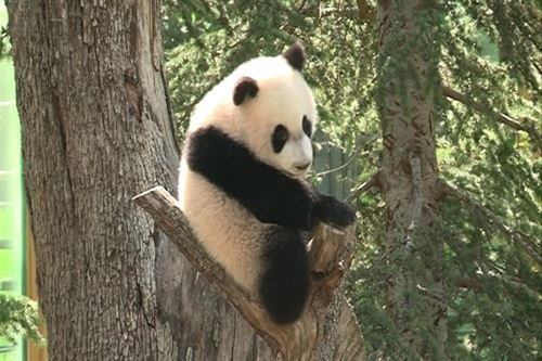 Te ayudamos a comprender la coexistencia del panda rojo y del panda gigante