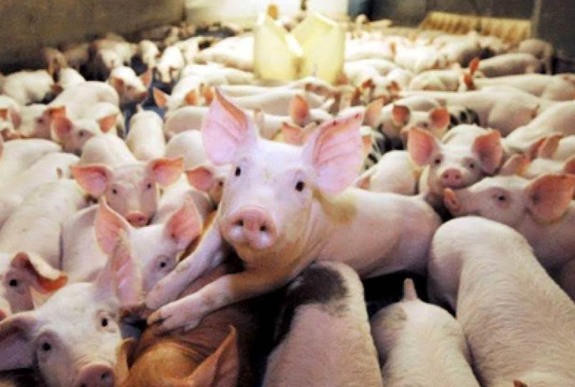 España podría producir 20.000 GWh anuales de biogás