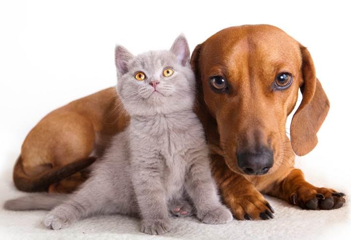 El abandono de ‘mascotas’