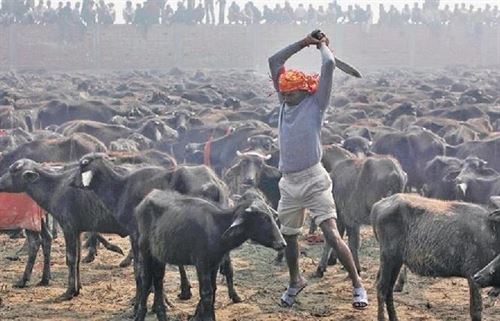 Campaña internacional para detener el sacrificio de 500.000 animales