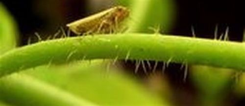 Parásitos bacterianos convierten a las plantas en zombis