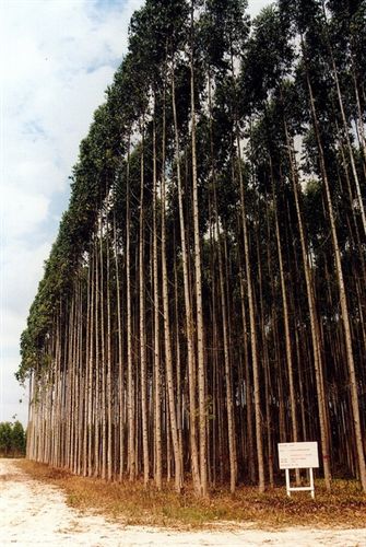 Un estudio prueba que las replantaciones forestales ayudan a reducir los gases de efecto invernadero