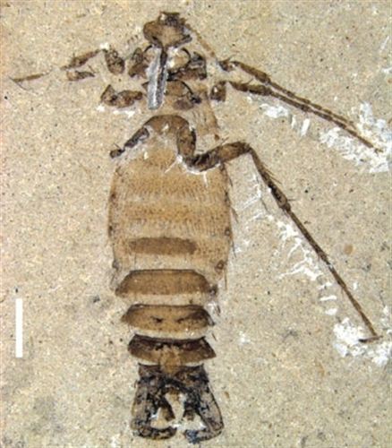 La pulga gigante del dinosaurio medía 2 centímetros