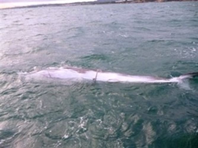 Cría muerta de ballena común en el litoral del Garraf (Barcelona)