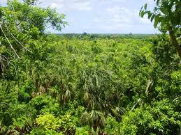 Fundación México Silvestre reclama preservación de Selva Maya